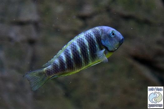 Tropheus brichardi 'Ujiji'